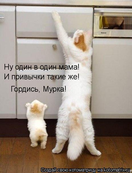 Ну один в один мама! И привычки такие же! Гордись, Мурка!... Котоматрица: Ну один в один мама! И привычки такие же! Гордись, Мурка!