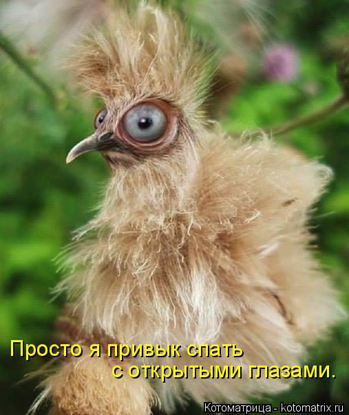 Просто я привык спать с открытыми глазами.... Котоматрица: Просто я привык спать с открытыми глазами.