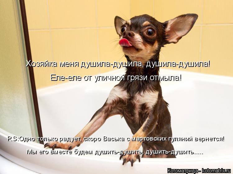 Хозяйка меня душила-душила, душила-душила! Еле-еле от уличной грязи отмыла! P.S:Одно только радует, с... Котоматрица: Хозяйка меня душила-душила, душила-душила! Еле-еле от уличной грязи отмыла! P.S:Одно только радует, скоро Васька с мартовских гуляний вернетс