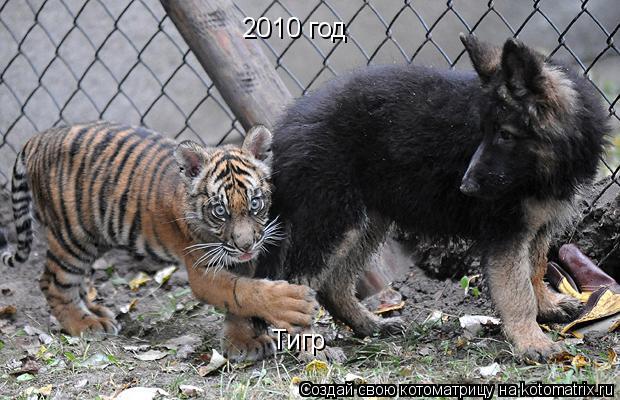 2010 год Тигр... Котоматрица: 2010 год Тигр