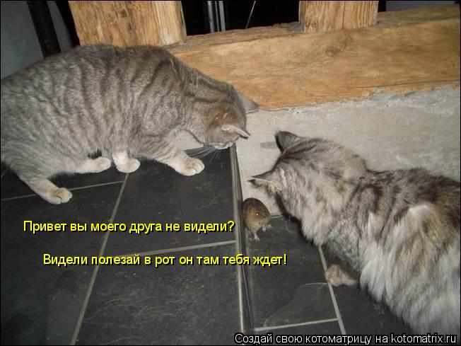 Привет вы моего друга не видели? Видели полезай в рот он там тебя ждет!... Котоматрица: Привет вы моего друга не видели? Видели полезай в рот он там тебя ждет!