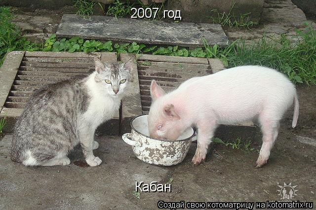 2007 год Кабан... Котоматрица: 2007 год Кабан