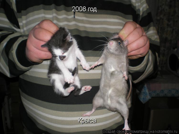 2008 год Крыса... Котоматрица: 2008 год Крыса