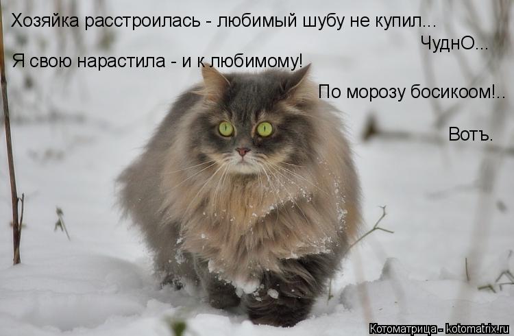 Хозяйка расстроилась - любимый шубу не купил... ЧуднО... Я свою нарастила - и к любимому! По морозу б... Котоматрица: Хозяйка расстроилась - любимый шубу не купил... ЧуднО... Я свою нарастила - и к любимому! По морозу босикоом!.. Вотъ.