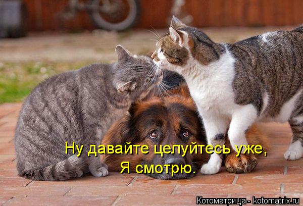 Ну давайте целуйтесь уже, Я смотрю.... Котоматрица: Ну давайте целуйтесь уже, Я смотрю.