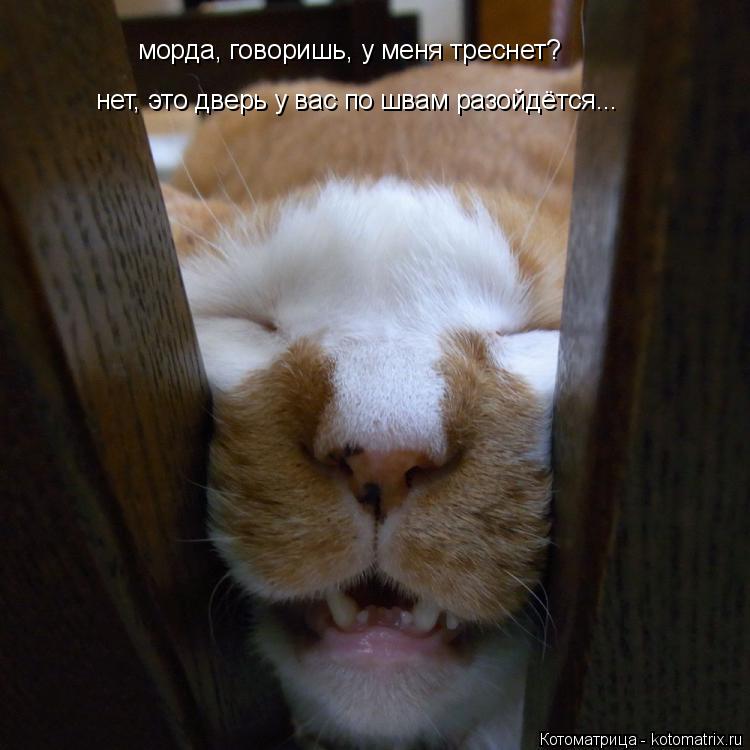 морда, говоришь, у меня треснет? нет, это дверь у вас по швам разойдётся...... Котоматрица: морда, говоришь, у меня треснет? нет, это дверь у вас по швам разойдётся...