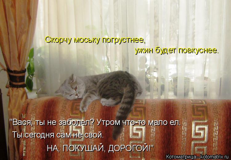 Скорчу моську погрустнее, ужин будет повкуснее. "Вася, ты не заболел? Утром что-то мало ел. Ты сегод... Котоматрица: Скорчу моську погрустнее, ужин будет повкуснее. "Вася, ты не заболел? Утром что-то мало ел. Ты сегодня сам не свой. НА, ПОКУШАЙ, ДОРОГОЙ!"