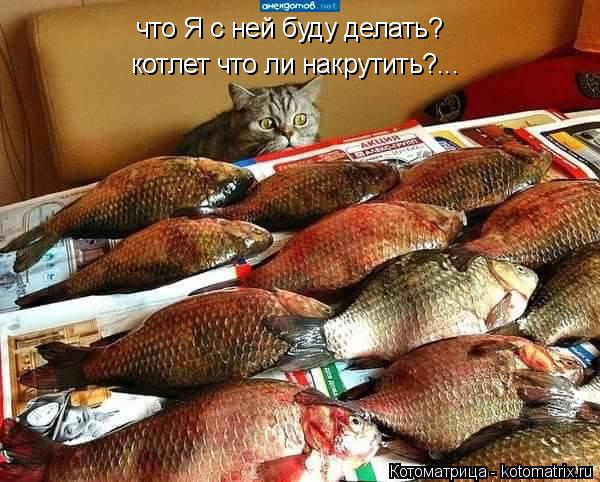 что Я с ней буду делать? котлет что ли накрутить?...... Котоматрица: что Я с ней буду делать? котлет что ли накрутить?...