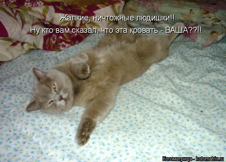 Жалкие, ничтожные людишки!! Жалкие, ничтожные людишки!! Ну кто вам сказал, что эта кровать - ВАША??!!... Котоматрица: Жалкие, ничтожные людишки!! Жалкие, ничтожные людишки!! Ну кто вам сказал, что эта кровать - ВАША??!!