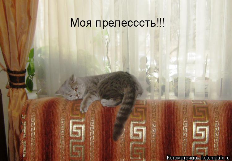 Моя прелесссть!!!... Котоматрица: Моя прелесссть!!!