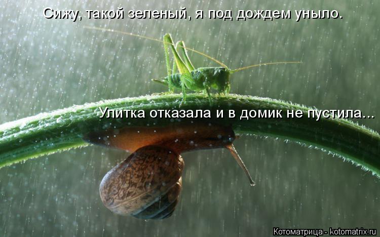 Сижу, такой зеленый, я под дождем уныло. Улитка отказала и в домик не пустила...... Котоматрица: Сижу, такой зеленый, я под дождем уныло. Улитка отказала и в домик не пустила...