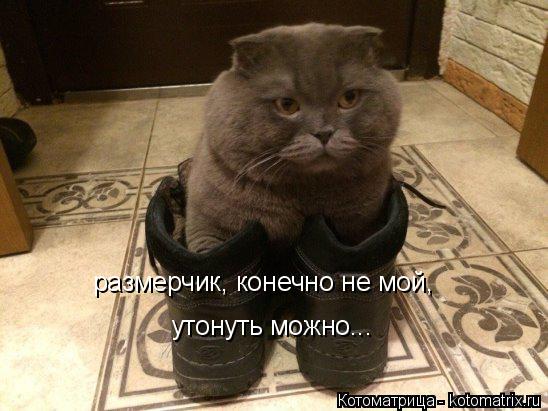 размерчик, конечно не мой, утонуть можно...... Котоматрица: размерчик, конечно не мой, утонуть можно...