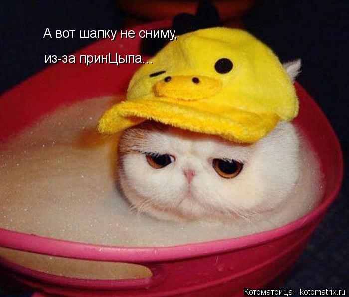 А вот шапку не сниму, из-за принЦыпа...... Котоматрица: А вот шапку не сниму, из-за принЦыпа...