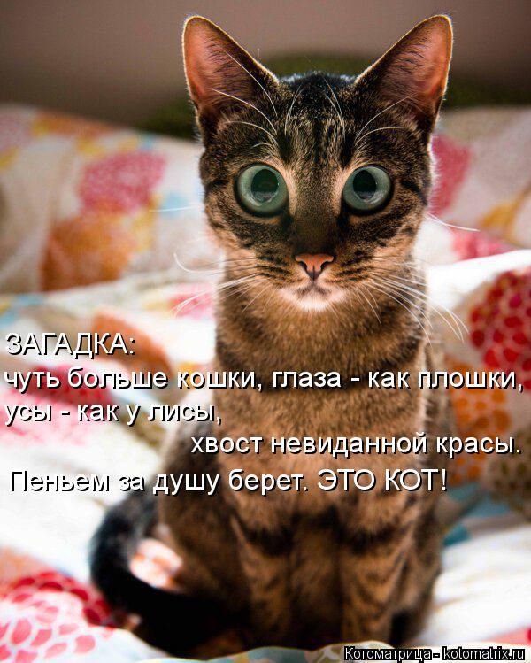 ЗАГАДКА: чуть больше кошки, глаза - как плошки, усы - как у лисы, хвост невиданной красы. Пеньем за ... Котоматрица: ЗАГАДКА: чуть больше кошки, глаза - как плошки, усы - как у лисы, хвост невиданной красы. Пеньем за душу берет. ЭТО КОТ!