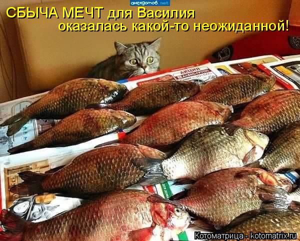 СБЫЧА МЕЧТ для Василия оказалась какой-то неожиданной!... Котоматрица: СБЫЧА МЕЧТ для Василия оказалась какой-то неожиданной!