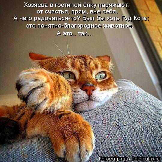 Хозяева в гостиной ёлку наряжают, от счастья, прям, вне себя. А чего радоваться-то? Был бы хоть Год К... Котоматрица: Хозяева в гостиной ёлку наряжают, от счастья, прям, вне себя. А чего радоваться-то? Был бы хоть Год Кота: это понятно-благородное животное. А