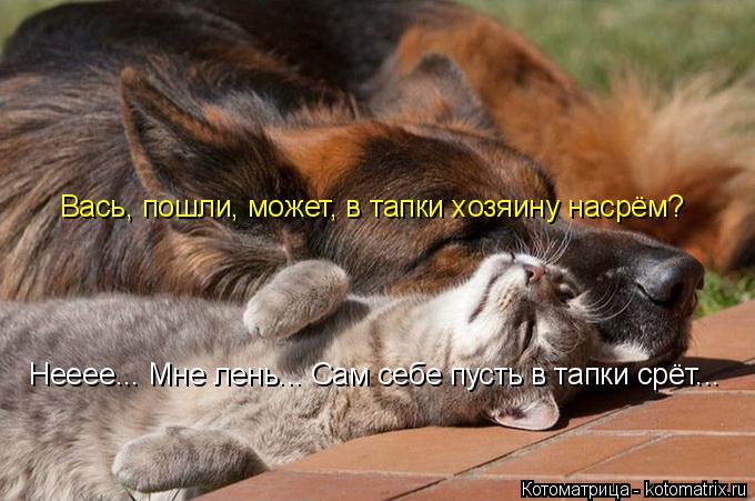 Вась, пошли, может, в тапки хозяину насрём? Нееее... Мне лень... Сам себе пусть в тапки срёт...... Котоматрица: Вась, пошли, может, в тапки хозяину насрём? Нееее... Мне лень... Сам себе пусть в тапки срёт...