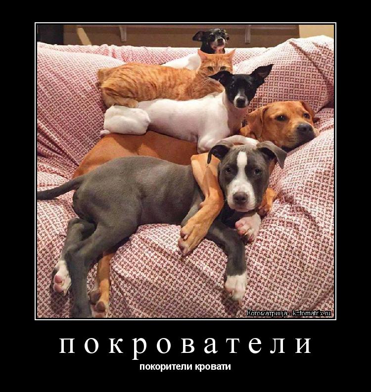 покрователи покорители кровати... Котоматрица: покрователи покорители кровати
