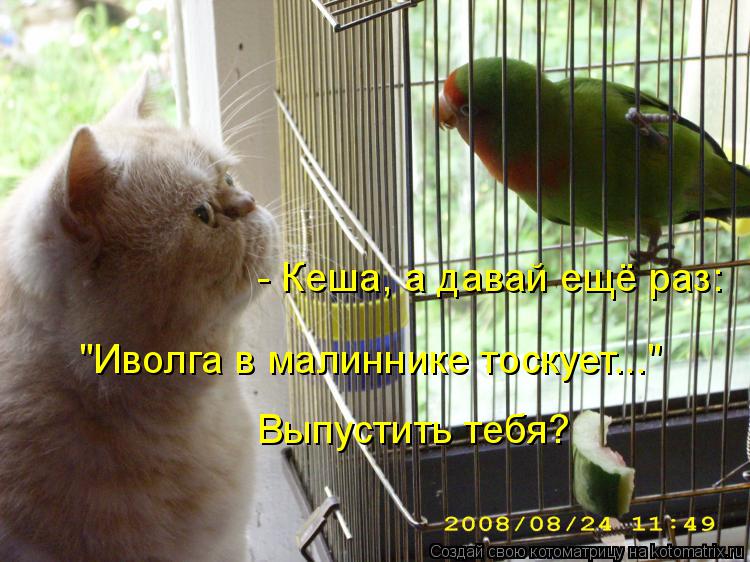 - Кеша, а давай ещё раз: "Иволга в малиннике тоскует..." Выпустить тебя?... Котоматрица: - Кеша, а давай ещё раз: "Иволга в малиннике тоскует..." Выпустить тебя?