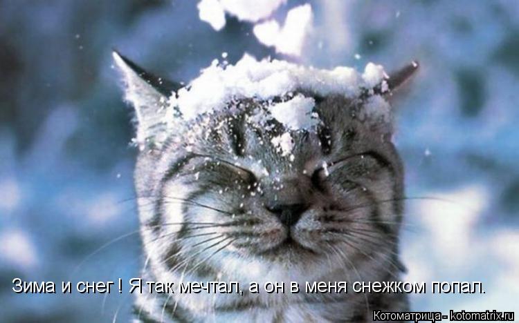 Зима и снег ! Я так мечтал, а он в меня снежком попал.... Котоматрица: Зима и снег ! Я так мечтал, а он в меня снежком попал.