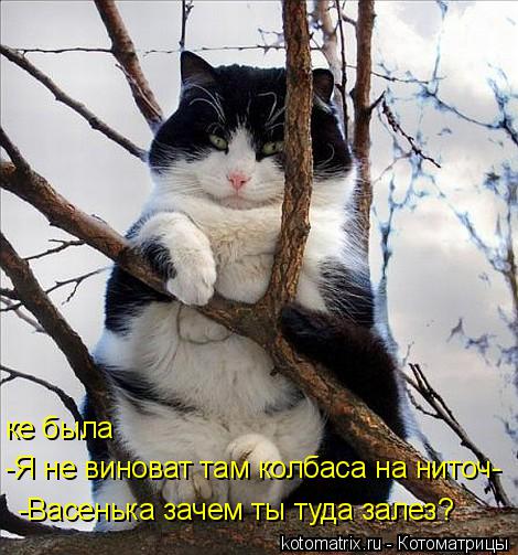 -Васенька зачем ты туда залез? -Я не виноват там колбаса на ниточ- ке была... Котоматрица: -Васенька зачем ты туда залез? -Я не виноват там колбаса на ниточ- ке была