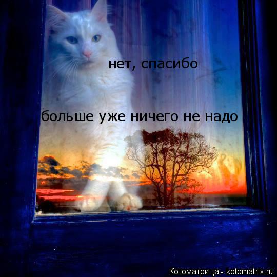 нет, спасибо больше уже ничего не надо... Котоматрица: нет, спасибо больше уже ничего не надо