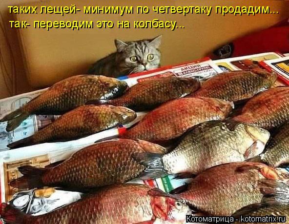 Котоматрица: таких лещей- минимум по четвертаку продадим... так- переводим это на колбасу...
