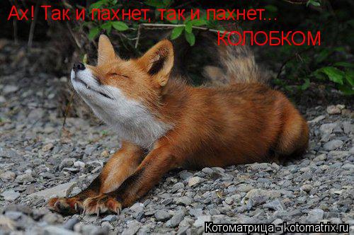 Ах! Так и пахнет, так и пахнет... КОЛОБКОМ... Котоматрица: Ах! Так и пахнет, так и пахнет... КОЛОБКОМ