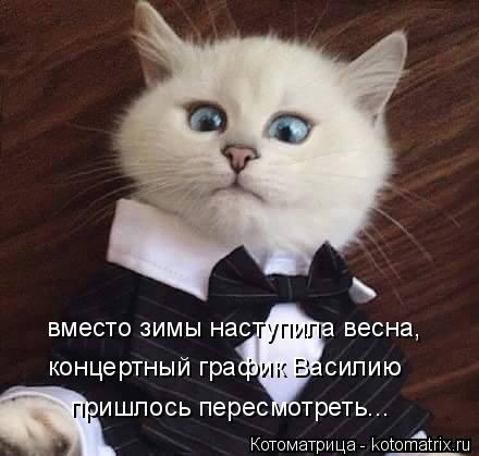 Котоматрица: вместо зимы наступила весна, концертный график Василию  пришлось пересмотреть...