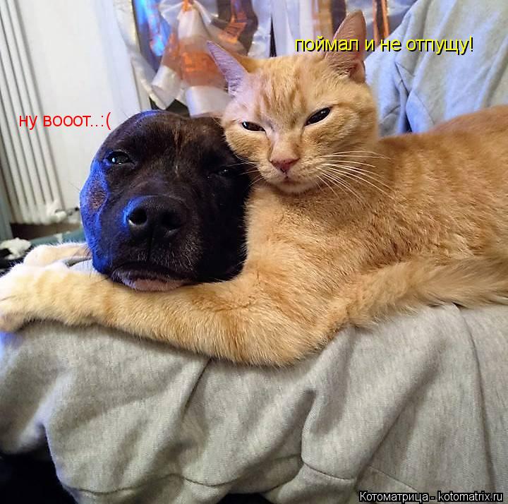 поймал и не отпущу! ну вооот..:(... Котоматрица: поймал и не отпущу! ну вооот..:(