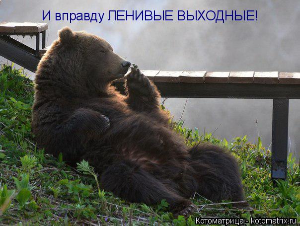 Котоматрица: И вправду ЛЕНИВЫЕ ВЫХОДНЫЕ!