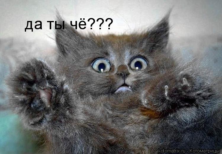 да ты чё???... Котоматрица: да ты чё???