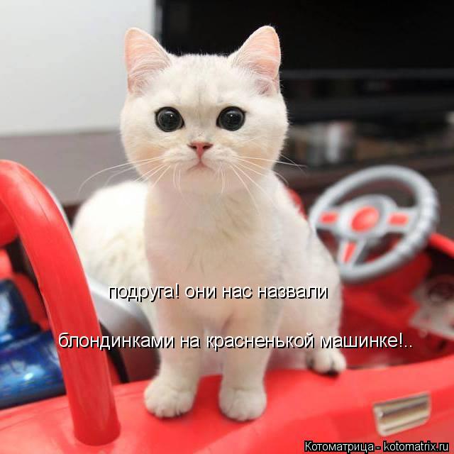 подруга! они нас назвали блондинками на красненькой машинке!..... Котоматрица: подруга! они нас назвали блондинками на красненькой машинке!..