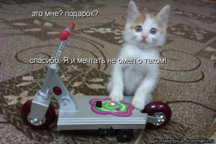 Котоматрица: это мне? подарок? спасибо, Я и мечтать не смел о таком!..
