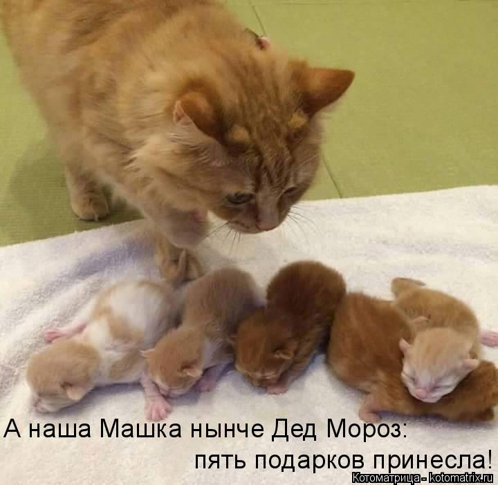 А наша Машка нынче Дед Мороз: пять подарков принесла!... Котоматрица: А наша Машка нынче Дед Мороз: пять подарков принесла!
