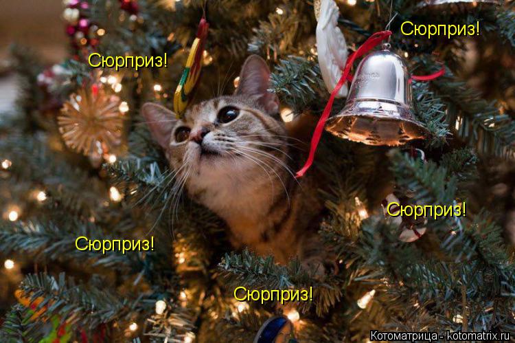 Сюрприз! Сюрприз! Сюрприз! Сюрприз! Сюрприз!... Котоматрица: Сюрприз! Сюрприз! Сюрприз! Сюрприз! Сюрприз!