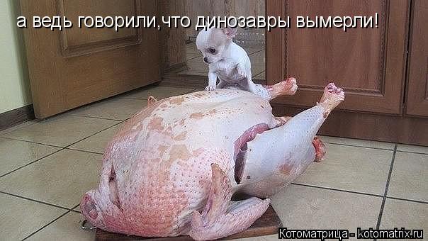 а ведь говорили,что динозавры вымерли!... Котоматрица: а ведь говорили,что динозавры вымерли!