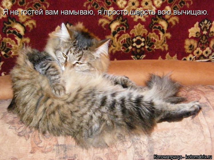 Я не гостей вам намываю, я просто шерсть всю вычищаю.... Котоматрица: Я не гостей вам намываю, я просто шерсть всю вычищаю.