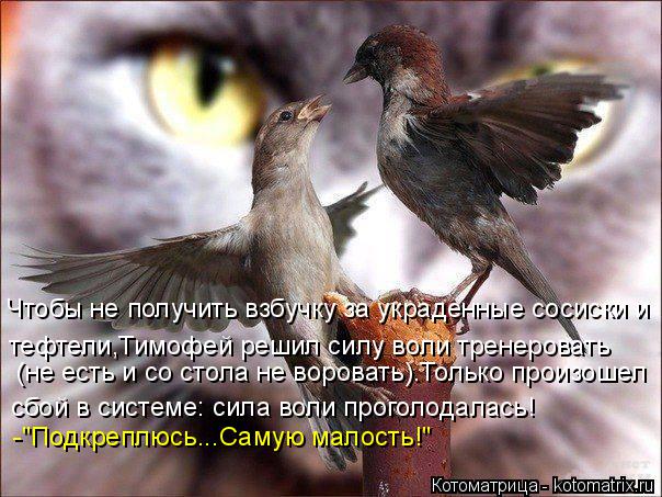 Чтобы не получить взбучку за украденные сосиски и тефтели,Тимофей решил силу воли тренеровать сбой в... Котоматрица: Чтобы не получить взбучку за украденные сосиски и тефтели,Тимофей решил силу воли тренеровать сбой в системе: сила воли проголодалась! (не