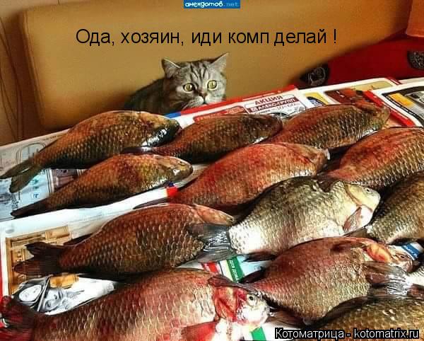 Котоматрица: Ода, хозяин, иди комп делай !