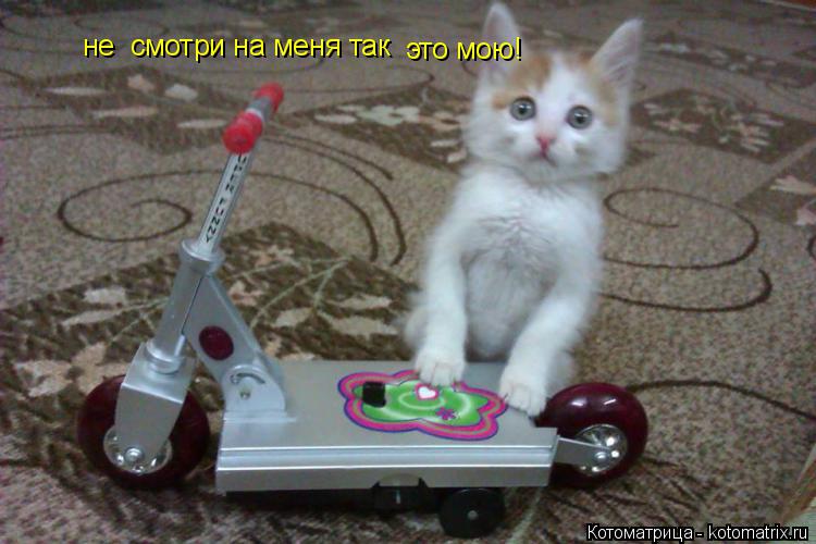 не смотри на меня так это мою!... Котоматрица: не смотри на меня так это мою!