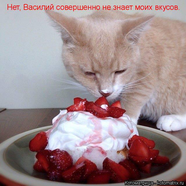 Нет, Василий совершенно не знает моих вкусов.... Котоматрица: Нет, Василий совершенно не знает моих вкусов.