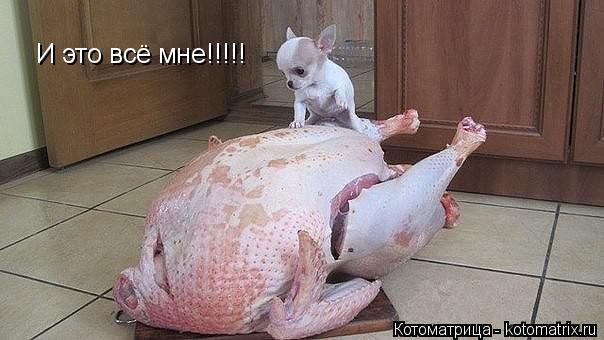 И это всё мне!!!!!... Котоматрица: И это всё мне!!!!!