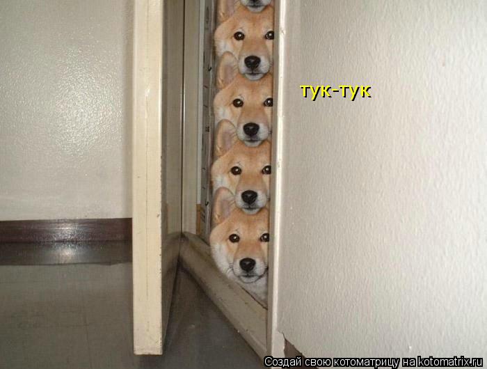 тук-тук... Котоматрица: тук-тук