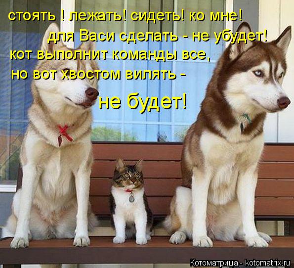 Котоматрица: стоять ! лежать! сидеть! ко мне! для Васи сделать - не убудет! кот выполнит команды все,  но вот хвостом вилять -  не будет!
