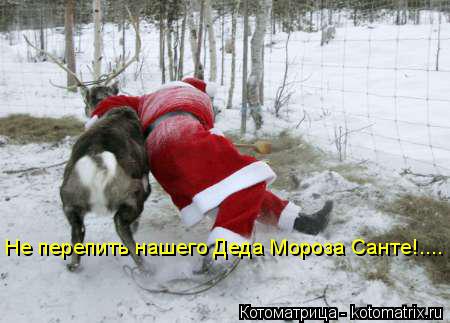 Не перепить нашего Деда Мороза Санте!....... Котоматрица: Не перепить нашего Деда Мороза Санте!....