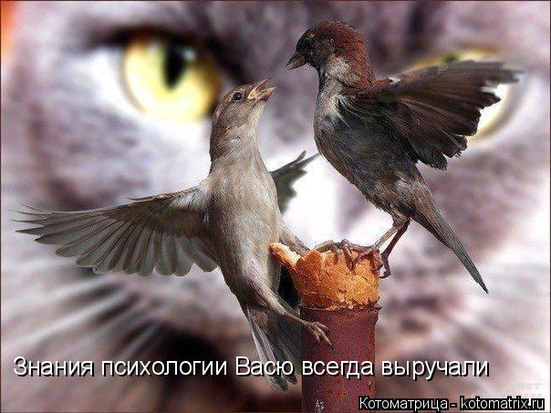 Знания психологии Васю всегда выручали... Котоматрица: Знания психологии Васю всегда выручали