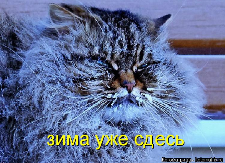 зима уже сдесь... Котоматрица: зима уже сдесь
