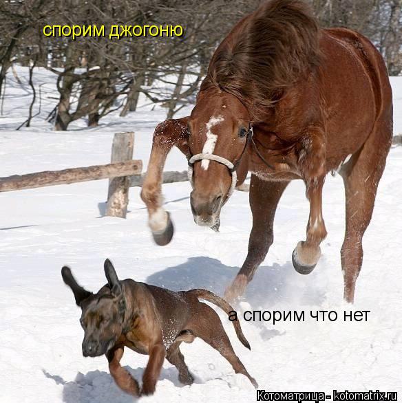Котоматрица: спорим джогоню а спорим что нет