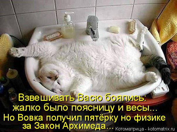 Взвешивать Васю боялись: жалко было поясницу и весы... Но Вовка получил пятёрку но физике за Закон Ар... Котоматрица: Взвешивать Васю боялись: жалко было поясницу и весы... Но Вовка получил пятёрку но физике за Закон Архимеда...